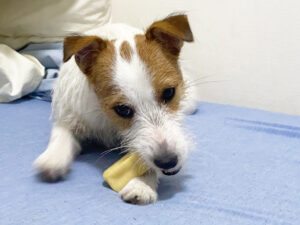 犬のおやつ